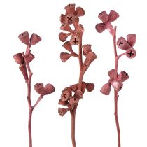 kategori Exotiska torkade växter