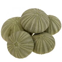 kategori Snäckskal dekoration