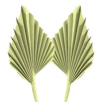 kategori Exotiska torkade växter