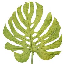 kategori Torkade blommor