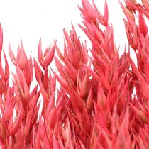 Artikel Torkade blommor, havre torkad korn dekorativ rosa 65cm 160g