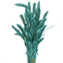 Artikel Torkade blommor, Setaria Pumila, hirsblå 65cm 200g