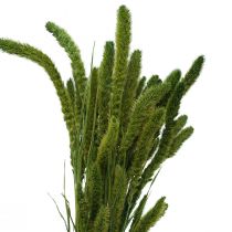 Artikel Torkade blommor, Setaria Pumila, borst hirsgrön 75cm 170g