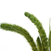Artikel Torkade blommor, Setaria Pumila, borst hirsgrön 75cm 170g