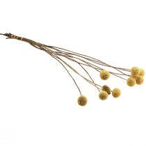 Artikel Craspedia torkade blommor, gula, 70 cm, dekorativa, 10 stycken