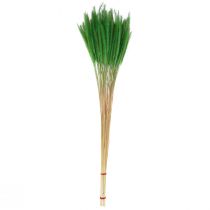 Artikel Grön borst hirs Setaria viridis torrt gräs 52cm 28g
