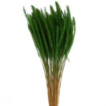 Artikel Grön borst hirs Setaria viridis torrt gräs 52cm 28g