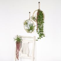 Artikel Sedum &#39;Rubin&#39; hängande växt – dekorativ, lättskött suckulent 43 cm 3 st.