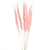 Pampas gräs deco, pampas gräs torkat pampas gräs rosa 72cm 6st