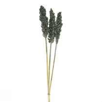 Artikel Torkade blommor sorghum hirs blågrön torr blomstring 72cm 3 st