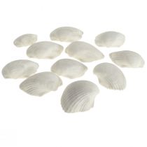 Shell Deco White Shells Cockles tom 5cm 250g
