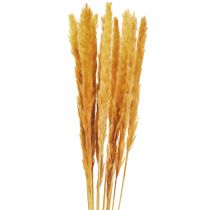 Artikel Pampas gräs deco, pampas gräs torkat pampas gräs gul 74cm 10 stycken