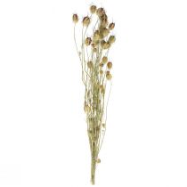 Artikel Nigella torkad blomma Jungfer im Grünen torrblommor 24-45cm 20g