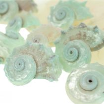 Capiz Pärlemorsskal Pärlemorskivor Snäckskal Grön 2–9 cm 650g