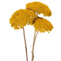 Artikel Achillea Natur Gelb Rölleka Torkade Blommor Gula 1kg