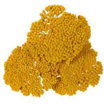 Artikel Achillea Natur Gelb Rölleka Torkade Blommor Gula 1kg