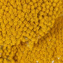 Artikel Achillea Natur Gelb Rölleka Torkade Blommor Gula 1kg