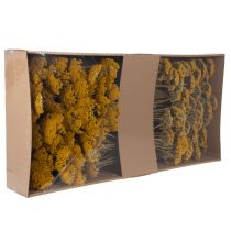 Artikel Achillea Natur Gelb Rölleka Torkade Blommor Gula 1kg