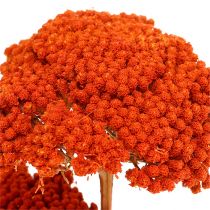 Achillea 1 kg apelsin