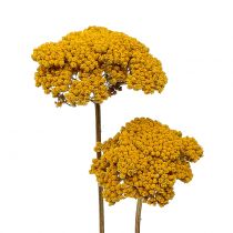 Artikel Achillea 500g naturlig