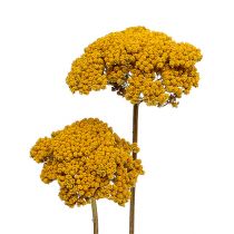 Artikel Achillea 1 kg naturlig