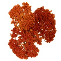 Artikel Torkade blommor av rölleka, Achillea Orange, 45-60 cm, 1 kg