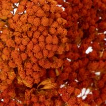 Artikel Torkade blommor av rölleka, Achillea Orange, 45-60 cm, 1 kg