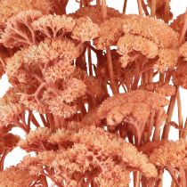 Artikel Achillea rölleka torkade ängsblommor lax 40-50cm 80g