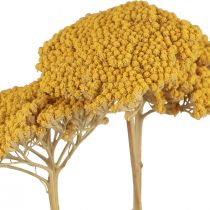 Artikel Yarrow torkade blommor Achillea millefolium 30g x 2st