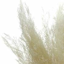 Torrt gräs Agrostis blekt 40g