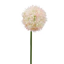 Allium kräm-rosa Ø15cm L70cm