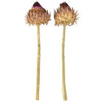 Artikel Kronärtskocksblomma torkad kronärtskocka Cynara Ø9cm 16 st