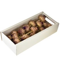 Artikel Kronärtskocksblomma torkad kronärtskocka Cynara Ø9cm 16 st