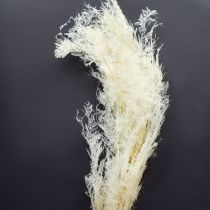Artikel Sparris Torkade Gräs Prydnadssparriskräm 90cm 5 st