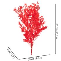 Artikel Torkad sparrisknippe för blomsterarrangemang 65 cm 80 g