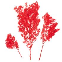 Artikel Torkad sparrisknippe för blomsterarrangemang 65 cm 80 g