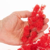 Artikel Torkad sparrisknippe för blomsterarrangemang 65 cm 80 g