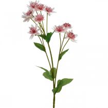 Stor Masterwort Konstgjord Astrania Sidenblomma Vit Rosa L61cm