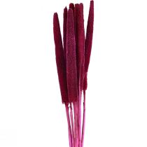 Artikel Pärlhirs, vass babala, hirsrosa 70cm 10 st