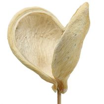 Badam på pinne blekt 6cm - 12cm L55cm 23st