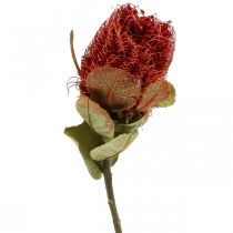 Banksia Baxteri Exotic Banksia Torkade Blommor Röda 10st