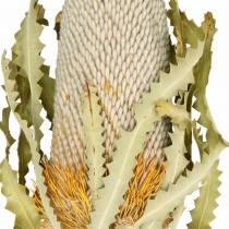 Banksia Hookerana naturell 7st