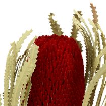 Banksia Hookerana röd 7st