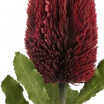 Konstgjord blomma Banksia Red Burgundy Artificial Exotics 64cm