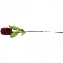 Artikel Konstgjord blomma Banksia Red Burgundy Artificial Exotics 64cm