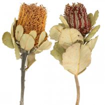 Artikel Banksia coccinea torkade blommor natur 10st