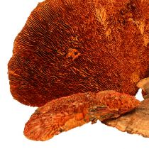 Artikel Trädsvamp orange 1 kg