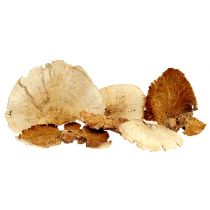Artikel Trädsvamp blekt 1kg