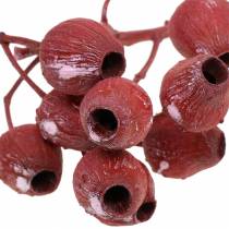 Artikel Bellgum gren 5cm - 7cm Frostad röd 20st
