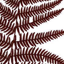 Ormbunke dekorativ fjällormbunke torkade blad vinröd 50cm 20st